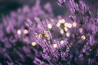 Foto: Unsplash