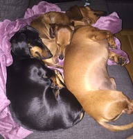 Teddy,Zigrid och Petronella