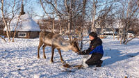Porot tulevat syömään jäkälää kädestäsi
