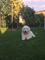 Atrey Hairy Beauty "AJAX"