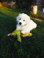 Amigo Hairy Beauty "CHARLIE"