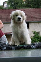 Charlie