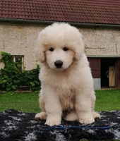 Archie