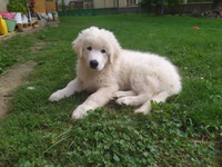 Alwin Hairy Beauty