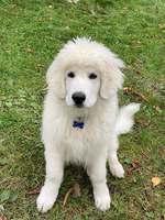 Archie