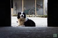 Border Collie (Foto: Tonje Tveita Stangeland)
