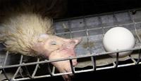 Picture from Animal Rights NL/BE