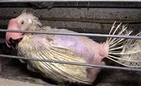 Picture from Animal Rights NL/BE