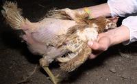 Picture from Animal Rights NL/BE
