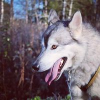 Arax - tidligere lederhund