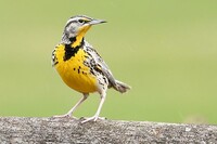 Western Meadowlark