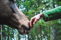 Hesteassisteret terapi og coaching