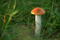 Velké Karlovice | Adamíky ... kdo hledá, ten najde