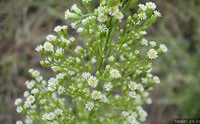 Turanec kanadský - Erigeron canadensis