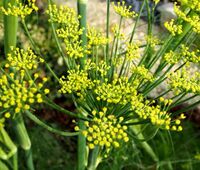 Fenikel obyčajný - Foeniculum vulgare