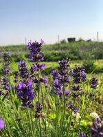 Levanduľa úzkolistá - Lavandula angustifolia