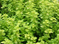 Oregano - Origanum vulgare