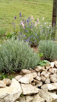 Rozmarín lekársky - Rosmarinus officinalis