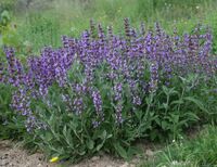 Šalvia lekárska - Salvia officinalis