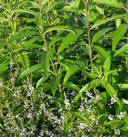 Citronella