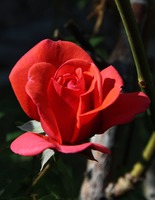 Rosa rossa (Foto A. Fiorito)
