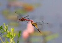 Il volo della libellula