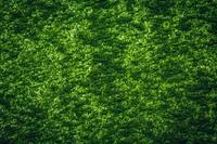 chlorella