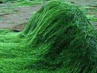 spirulina