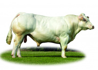 Moscato - homozygot mh/mh pro mutaci Q204X genu dvojího osvalení