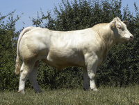 Nolimit - homozygot F/F pro mutaci F94L v genu dvojího osvalení