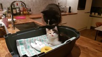 Cat Boeffie is smelling little Coco when she arrived