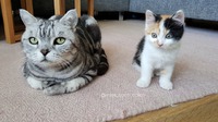 Big brother Rover and little Coco