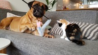 Playing together is super important for the introduction