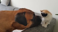 Donja is smelling Coco's scent