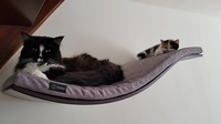 Boeffie and Coco sleeping on the shelve together after 2 weeks