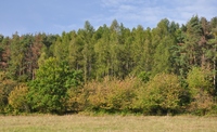 Modříny zpestřují druhovou skladbu lesa a nahrazují chřadnoucí smrky a borovice, autor Jan Řezáč