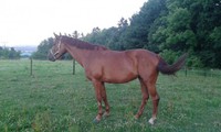 Luci