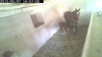 IP camera - den