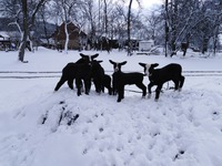 Zwartbles - čisté
