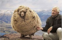 Die Geschichte des Tages: Dieses Schaf entkam einer Farm und verbrachte 6 Jahre in den Bergen. Als es gerettet wurde, nahm man ihm 30 kg Wolle ab. Es gab Spuren: die Wölfe hatten versucht es zu fressen, aber die Zähne konnten nicht in die Wolle eindringen. Moral der Geschichte: Es gibt keinen Grund, hart zu werden, um die Wölfe zu überleben. Einfach weich werden.