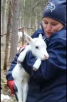 Eeva