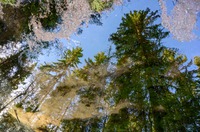 Tyynenä lepäävä lähde heijasti ympäröivän metsän pintaansa