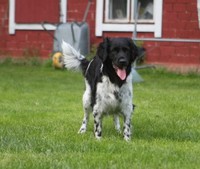 Hazebad Lollypop Beau "Siru"