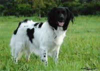 Nordwart Belina "Nala" 25.10.1998 - 12.02.2007