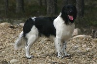 Hazebad Byrd Obelix "Kawa" 28.7.2005 - 6.1.2017