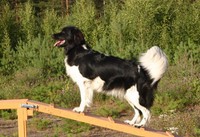 Hazebad Sunny Floris "Sani" 24.3.2001 - 31.1.2016