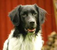Cassidy W`Maarheezs Hof "Luca" 17.6.2003 Belgia - 16.12.2016