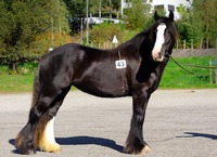 Cob's of Norway Aurora