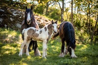 Fagerheims Frk. Fryd med sine to avkom; Molly Malone og Leofric
