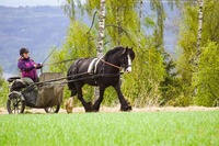 Cob's of Norways Aurora
